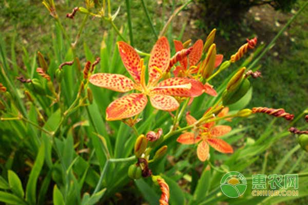 射干種植技術(shù)與栽培管理方法-圖片版權(quán)歸惠農(nóng)網(wǎng)所有