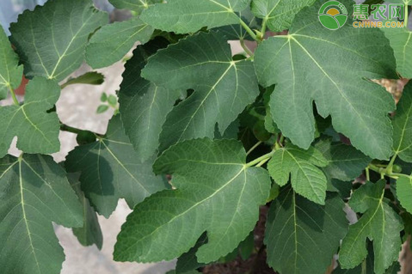 無花果的種植方法和管理-圖片版權(quán)歸惠農(nóng)網(wǎng)所有