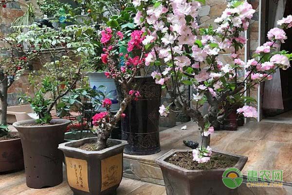 花的葉子黃了怎么辦？-圖片版權(quán)歸惠農(nóng)網(wǎng)所有