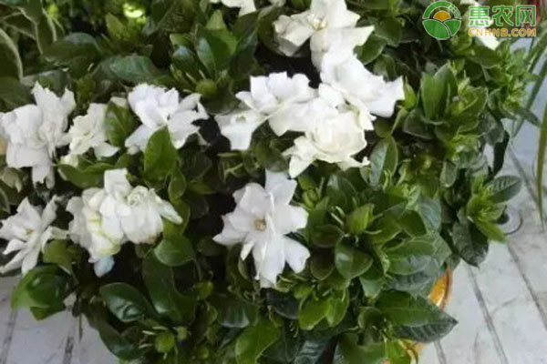 梔子花掉花苞什么原因？-圖片版權(quán)歸惠農(nóng)網(wǎng)所有