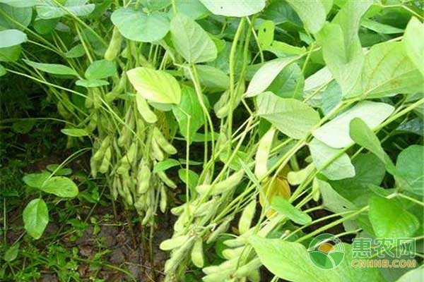 大豆種植技術與管理方法-圖片版權歸惠農網所有
