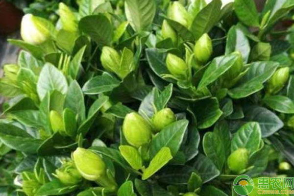梔子花掉花苞什么原因？-圖片版權(quán)歸惠農(nóng)網(wǎng)所有
