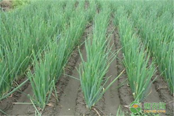 香蔥種植技術(shù)和管理要點-圖片版權(quán)歸惠農(nóng)網(wǎng)所有