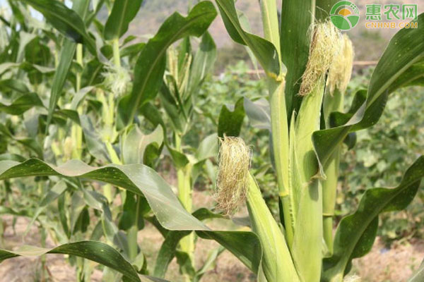 甜玉米的種植技術(shù)和管理方法-圖片版權(quán)歸惠農(nóng)網(wǎng)所有