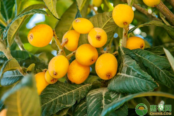 枇杷樹(shù)的種植和管理和施肥-圖片版權(quán)歸惠農(nóng)網(wǎng)所有