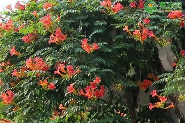 凌霄花如何種植？-圖片版權歸惠農網(wǎng)所有