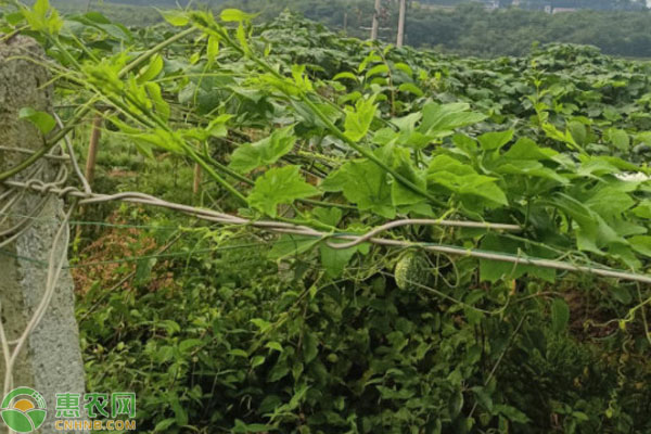 吊瓜的種植方法及管理辦法-圖片版權(quán)歸惠農(nóng)網(wǎng)所有