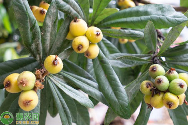 枇杷樹(shù)的種植和管理和施肥-圖片版權(quán)歸惠農(nóng)網(wǎng)所有