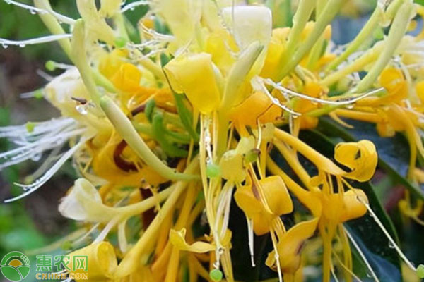 金銀花栽植養(yǎng)護與注意事項-圖片版權(quán)歸惠農(nóng)網(wǎng)所有