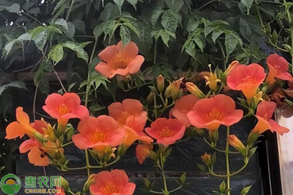 凌霄花如何種植？-圖片版權歸惠農網(wǎng)所有