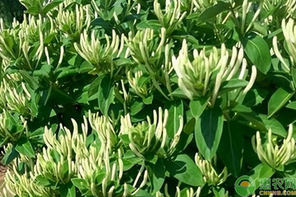 金銀花栽植養(yǎng)護與注意事項-圖片版權(quán)歸惠農(nóng)網(wǎng)所有