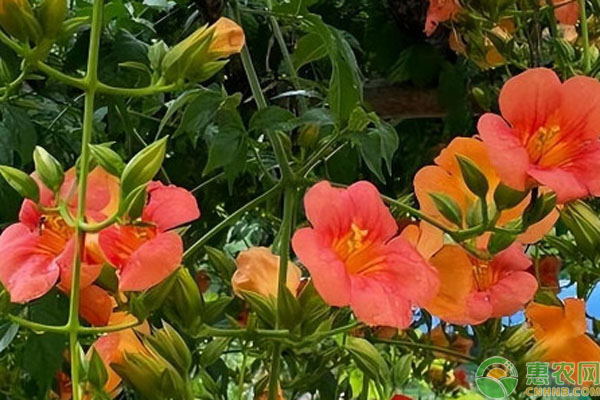 凌霄花如何種植？-圖片版權歸惠農網(wǎng)所有