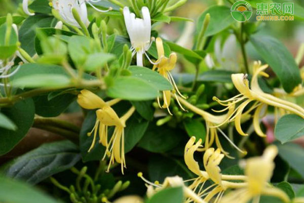 金銀花栽植養(yǎng)護與注意事項-圖片版權(quán)歸惠農(nóng)網(wǎng)所有