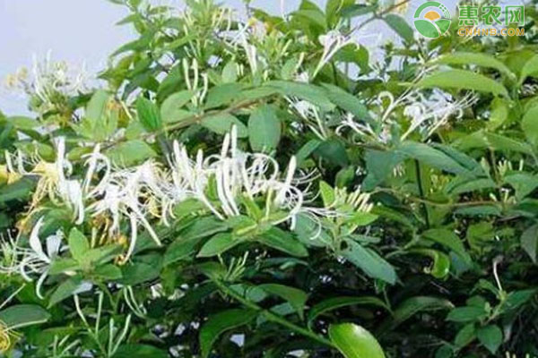 金銀花種植方法和管理技巧-圖片版權(quán)歸惠農(nóng)網(wǎng)所有