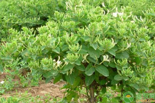 金銀花種植方法和管理技巧-圖片版權(quán)歸惠農(nóng)網(wǎng)所有