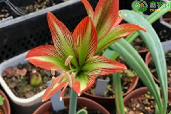 朱頂紅夏季怎么養(yǎng)護(hù)和澆水？-圖片版權(quán)歸惠農(nóng)網(wǎng)所有