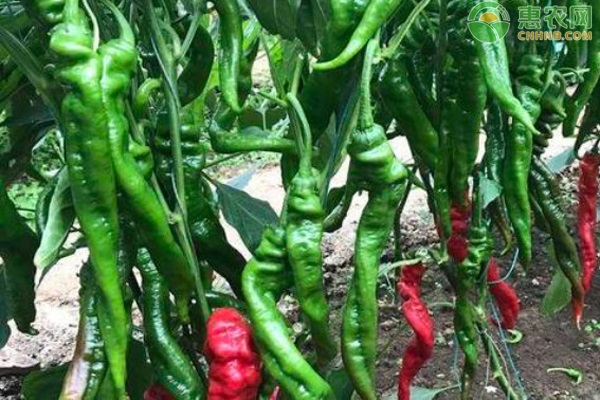 工業(yè)辣椒種植技術(shù)與管理-圖片版權(quán)歸惠農(nóng)網(wǎng)所有