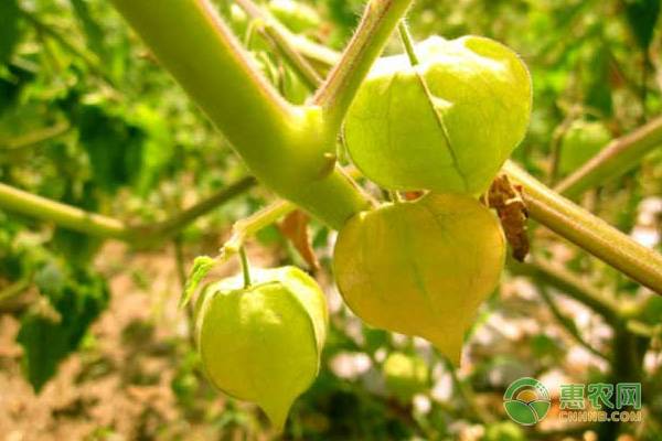 姑娘果怎么種植和管理？-圖片版權(quán)歸惠農(nóng)網(wǎng)所有