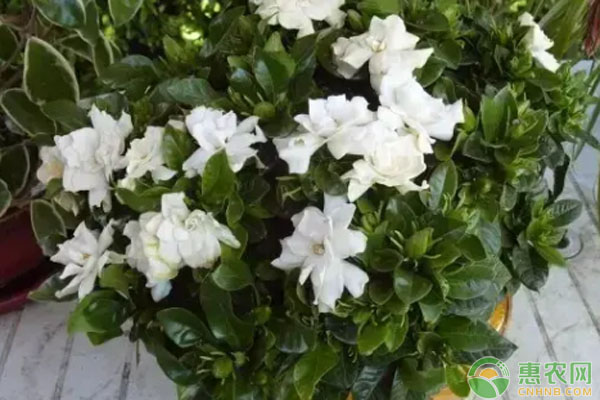 梔子花為什么掉花苞和黃葉？-圖片版權歸惠農(nóng)網(wǎng)所有