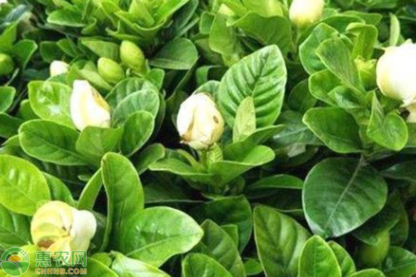 梔子花為什么掉花苞和黃葉？-圖片版權歸惠農(nóng)網(wǎng)所有