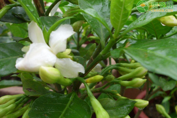 梔子花為什么掉花苞和黃葉？-圖片版權歸惠農(nóng)網(wǎng)所有