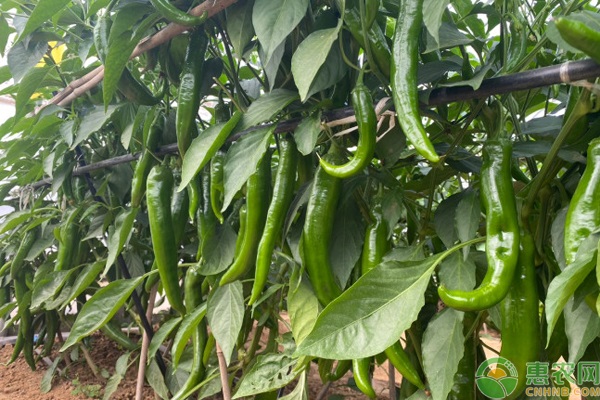 工業(yè)辣椒種植技術(shù)與管理-圖片版權(quán)歸惠農(nóng)網(wǎng)所有