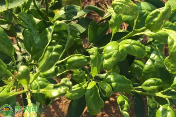 薊馬蟲害最佳防治方法-圖片版權(quán)歸惠農(nóng)網(wǎng)所有