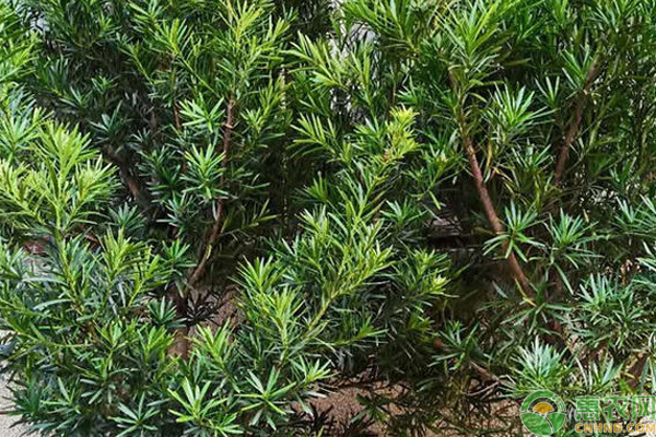 羅漢松怎樣養(yǎng)護和澆水？-圖片版權歸惠農(nóng)網(wǎng)所有