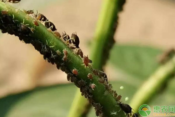 薊馬蟲害最佳防治方法-圖片版權(quán)歸惠農(nóng)網(wǎng)所有