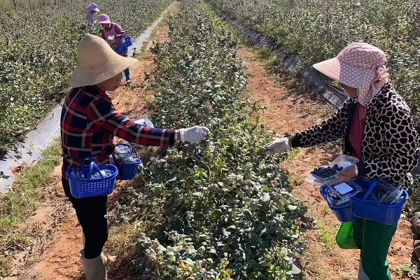 藍莓怎么種植和養(yǎng)護？-圖片版權歸惠農(nóng)網(wǎng)所有