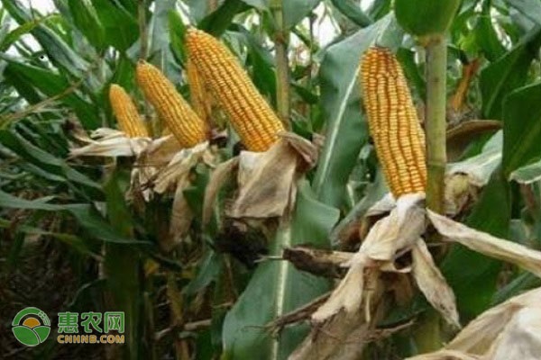 玉米一共要施幾次肥料？-圖片版權(quán)歸惠農(nóng)網(wǎng)所有