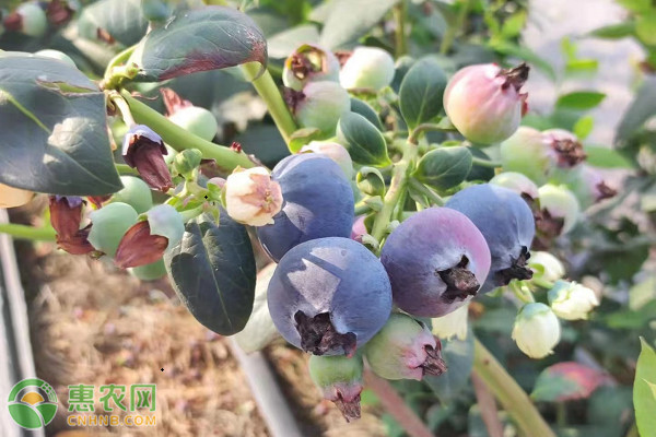 藍莓怎么種植和養(yǎng)護？-圖片版權歸惠農(nóng)網(wǎng)所有