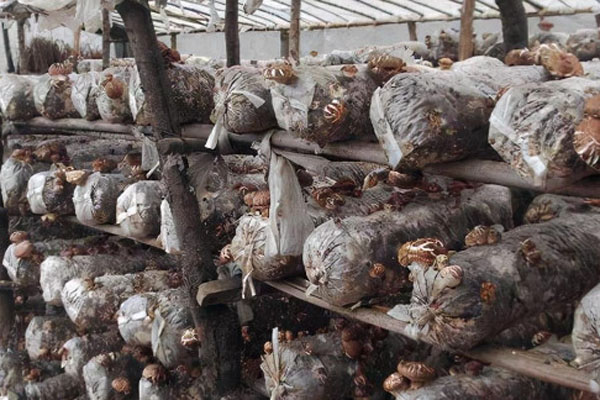 香菇种植成本与利润