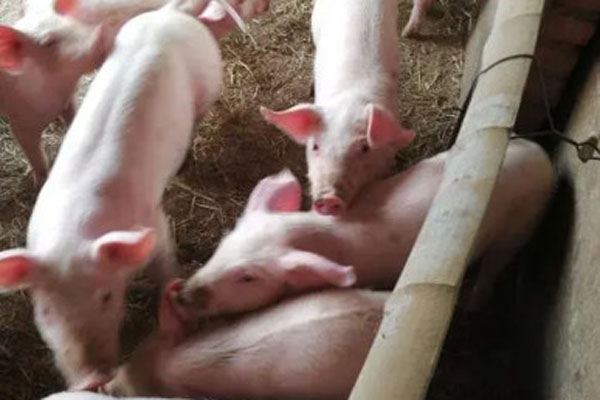 2024年生猪养殖成本和利润分析
