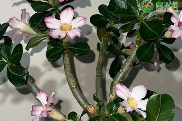 新買的沙漠玫瑰怎么養(yǎng)護(hù)？-圖片版權(quán)歸惠農(nóng)網(wǎng)所有