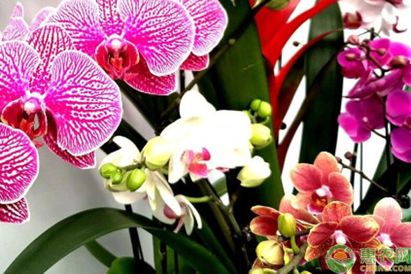 長出花劍的蝴蝶蘭怎么養(yǎng)？-圖片版權歸惠農(nóng)網(wǎng)所有