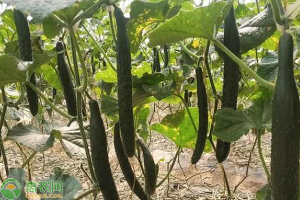 下雨天種菜方法-圖片版權(quán)歸惠農(nóng)網(wǎng)所有