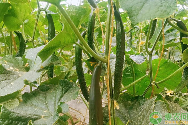 下雨天種菜方法-圖片版權(quán)歸惠農(nóng)網(wǎng)所有