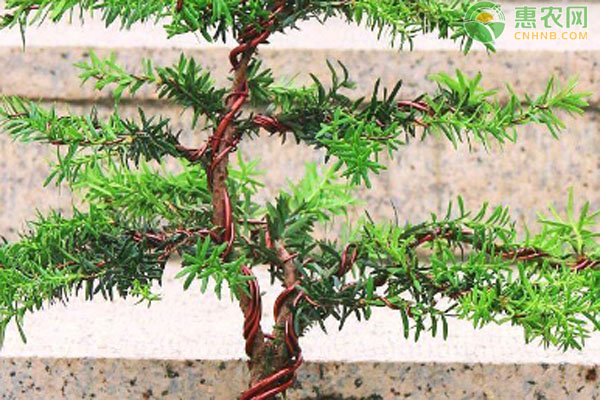 紅豆杉怎么養(yǎng)護與管理？-圖片版權(quán)歸惠農(nóng)網(wǎng)所有