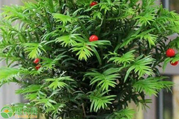 紅豆杉怎么養(yǎng)護與管理？-圖片版權(quán)歸惠農(nóng)網(wǎng)所有