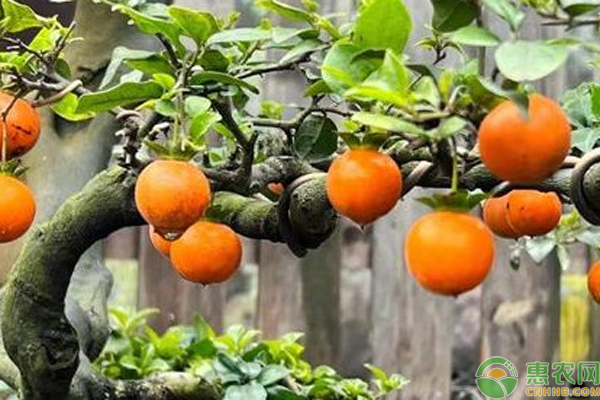金彈子養(yǎng)殖方法和怎樣開花保果？-圖片版權(quán)歸惠農(nóng)網(wǎng)所有