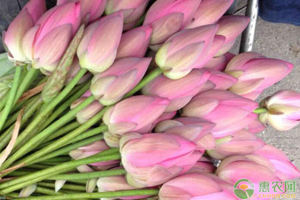 荷花鮮切花怎么養(yǎng)護(hù)？-圖片版權(quán)歸惠農(nóng)網(wǎng)所有