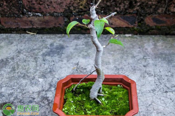菩提樹怎么養(yǎng)護和管理？-圖片版權(quán)歸惠農(nóng)網(wǎng)所有