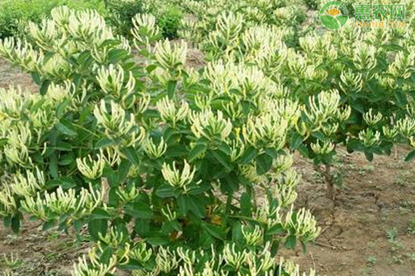 金銀花栽培技術(shù)與管理-圖片版權(quán)歸惠農(nóng)網(wǎng)所有