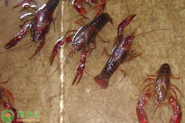 小龍蝦如何養(yǎng)殖？-圖片版權歸惠農(nóng)網(wǎng)所有