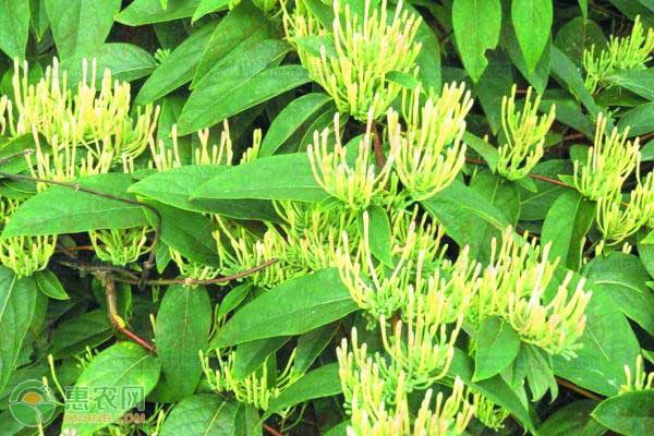 金銀花栽培技術(shù)與管理-圖片版權(quán)歸惠農(nóng)網(wǎng)所有
