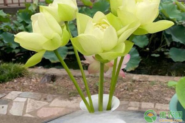 荷花鮮切花怎么養(yǎng)護(hù)？-圖片版權(quán)歸惠農(nóng)網(wǎng)所有