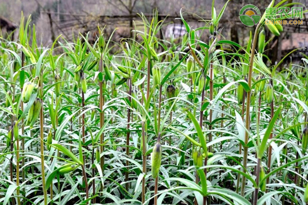 川贝母种植技术与栽培管理-图片版权归惠农网所有