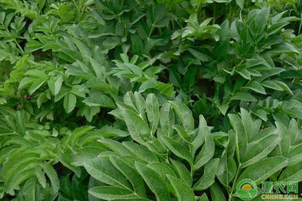 白芷種植技術與栽培管理方法-圖片版權歸惠農(nóng)網(wǎng)所有