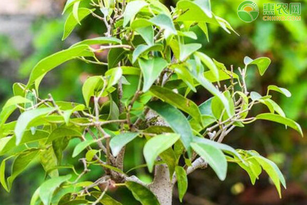 菩提樹怎么養(yǎng)護和管理？-圖片版權(quán)歸惠農(nóng)網(wǎng)所有